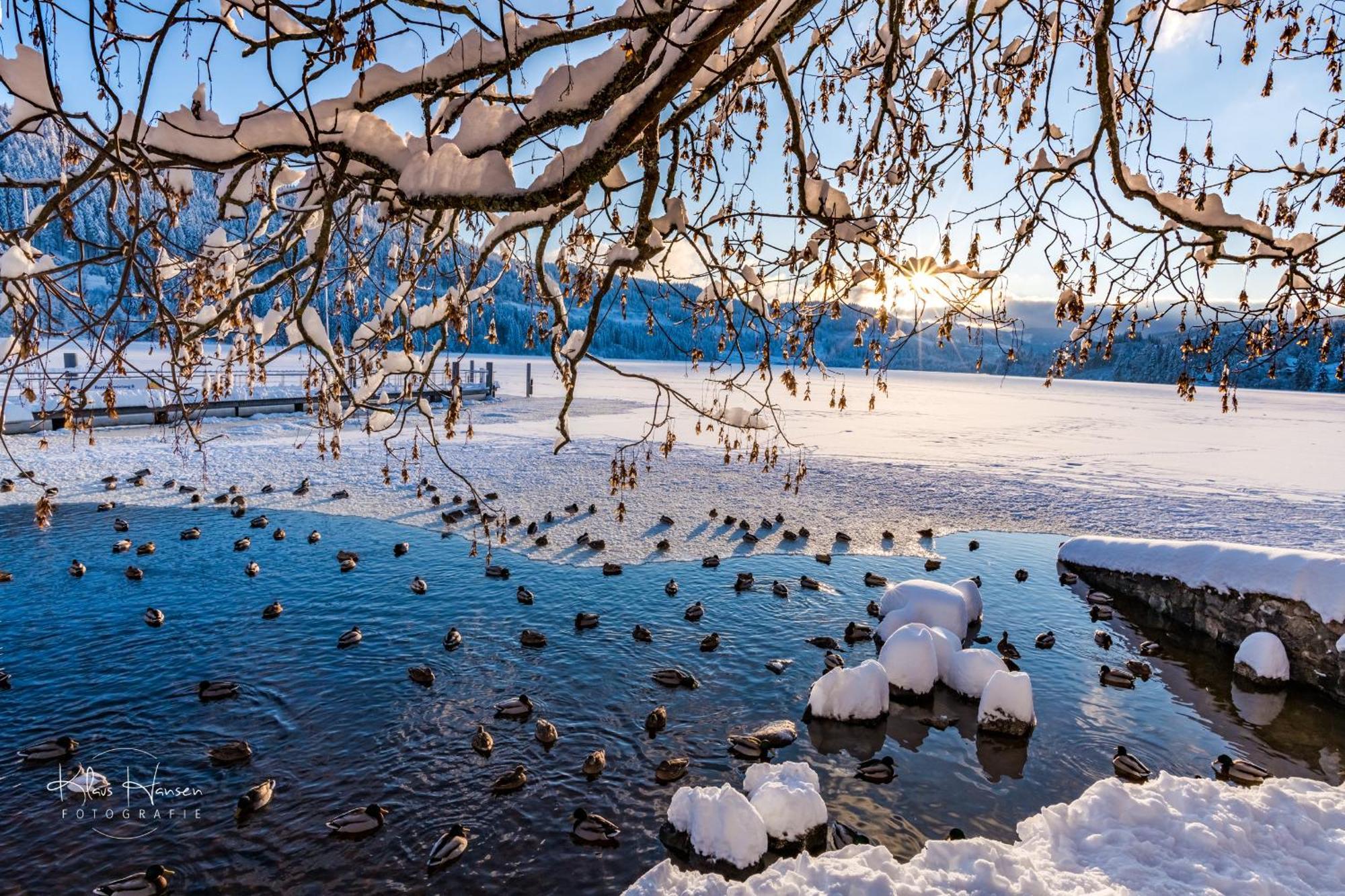 Kurhotel Schluchsee App 1511 - Schwarzwaldhirsch - Mit Innenpool Und Sauna, Schluchsee Exteriör bild